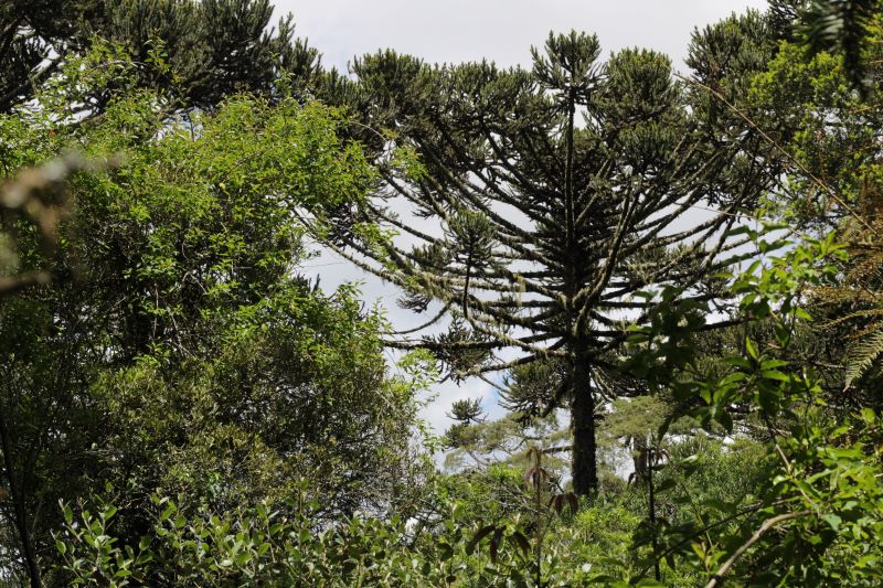 Árvores como a araucária, espécie do Sul do Brasil antes bastante comum, tiveram declínio de pelo menos 50% e foram classificadas como “Em Perigo”