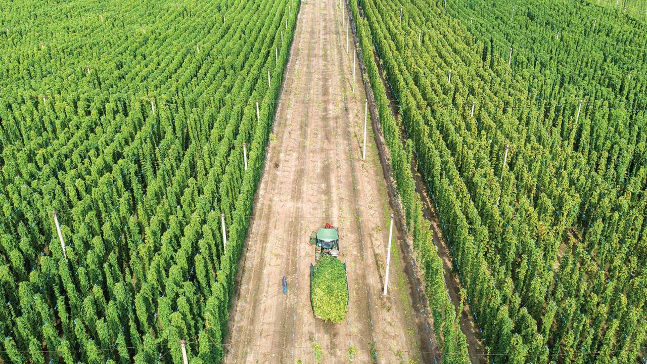 CALOR - Campo de lúpulo na Alemanha: até 2050, temperaturas inclementes farão a oferta da planta baixar quase 20%