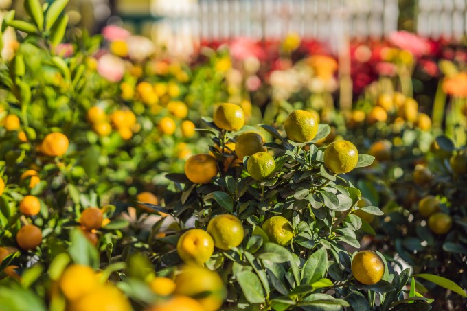 Plantação de laranja – citricultura