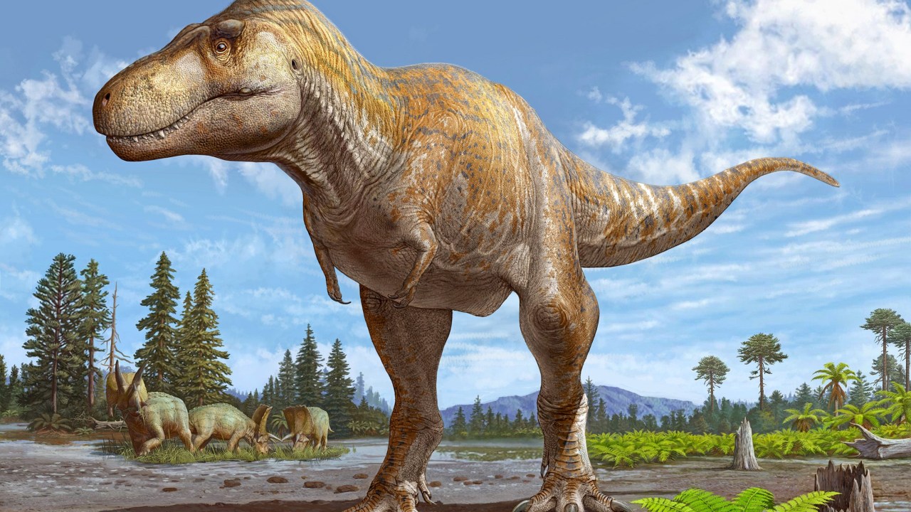 TYRANOSSAURUS MCRAEENSIS - Nova espécie: pesquisadores reconstruíram parente do T. rex.