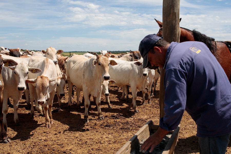 Criação de gado em Paulínia (SP)
