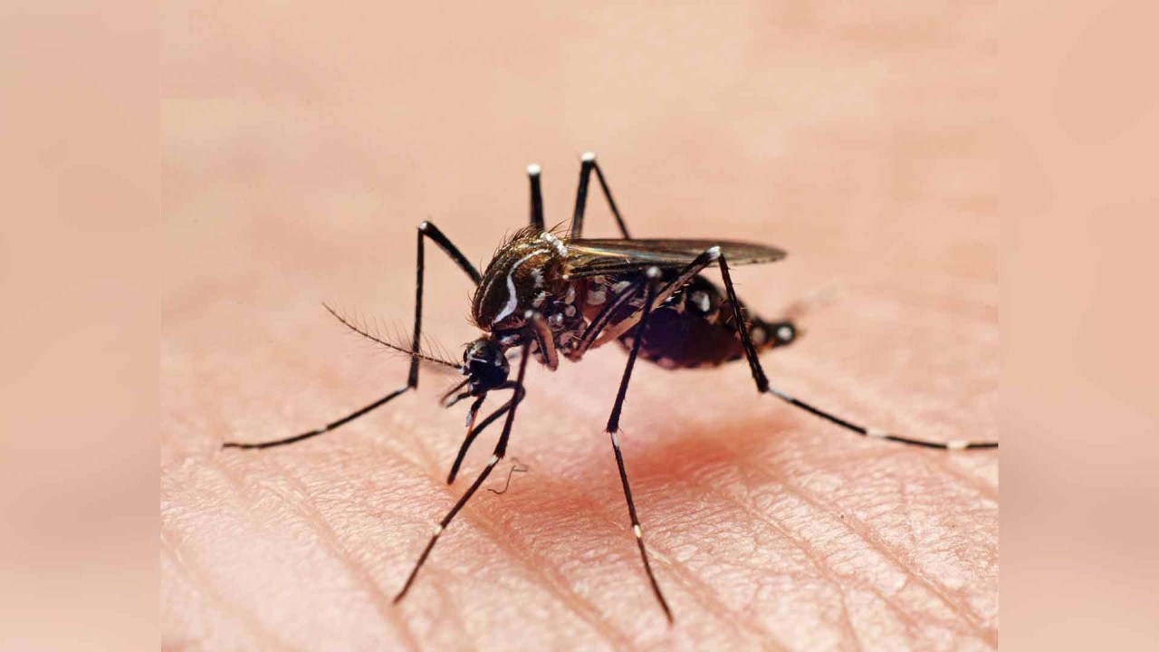 PRAGA DA VEZ - Aedes aegypti: especialistas já falam na impossibilidade de erradicar o mosquito vetor