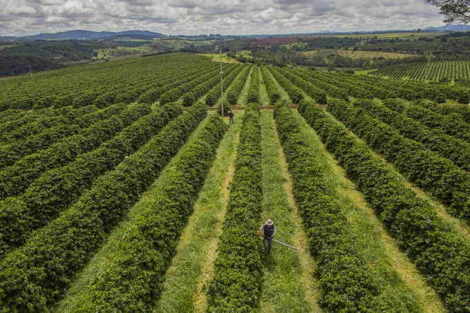 Plantação de café em São Gonçalo do Sapucaí – MG