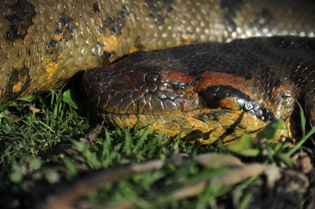 JESUS RIVAS Northern Green Anaconda (Eunectes akayima) head EUNACTES AKAYIMA - Idêntica: diferenças são apenas genéticas