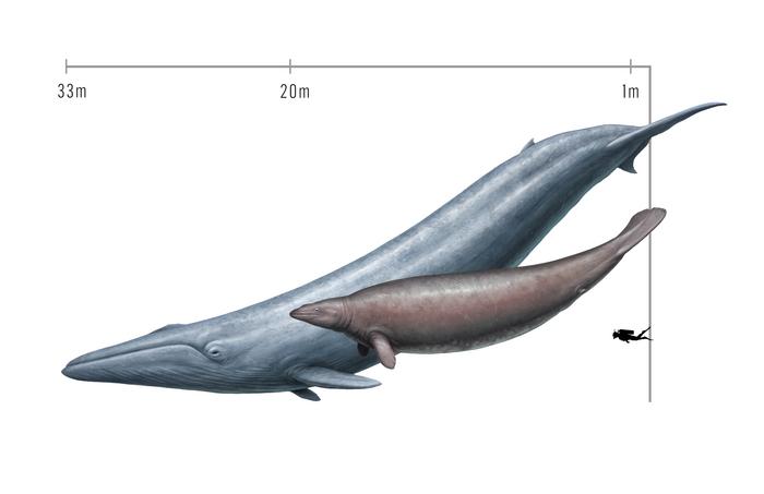 Low-Res_Perucetus & Blue Whale Final 1 Low-Res_Perucetus & Blue Whale Final 1