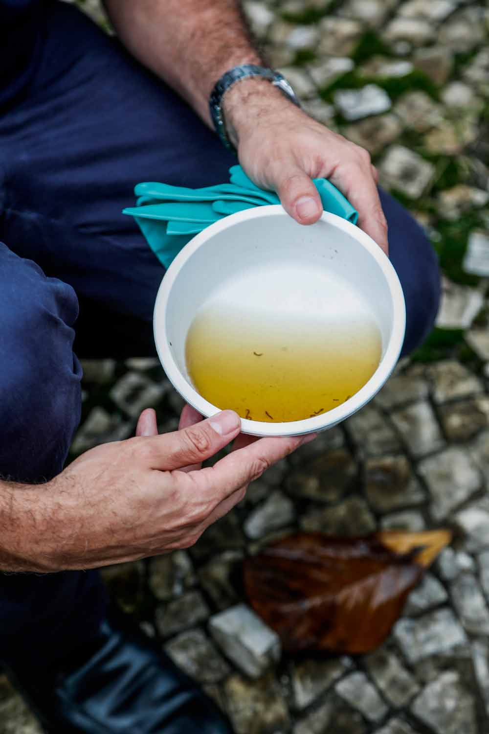 CRIADOURO - Água parada: 75% dos focos de mosquitos estão nas residências