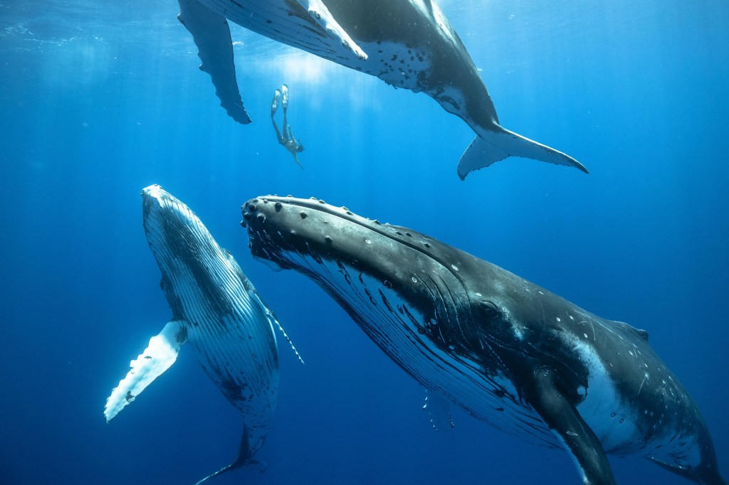 JUBARTE - União: baleias são vistas nadando juntas