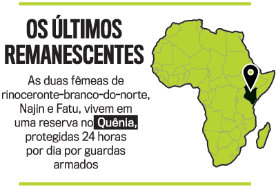 arte-rinocerontes-iPhone arte rinocerontes