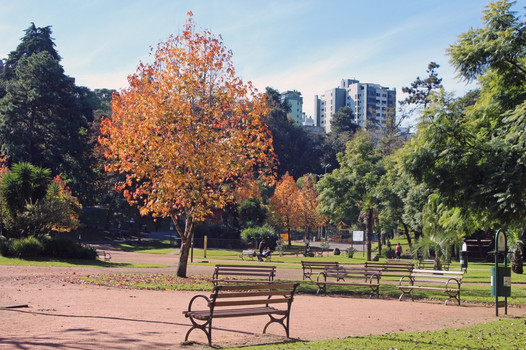 A beautiful afternoon in the park of the city of Caxias do Sul, state of Rio Grande do Sul, in southern Brazil. Plane trees with autumn colors, benches to rest and tranquility. A blue sky and a sun to warm the cold afternoon.