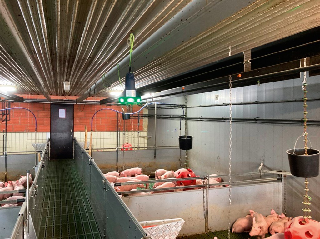 Produção de suínos monitorada por IA: identificação de possíveis animais doentes