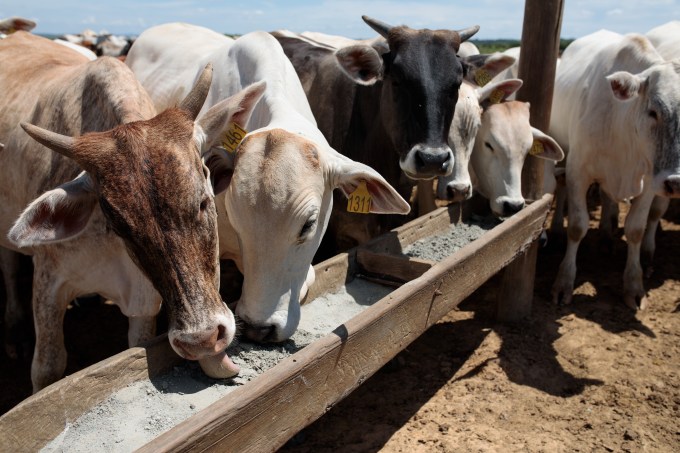 Bovinocultura: Gados se alimentam em fazenda no interior de São Paulo – vaca – boi – gado