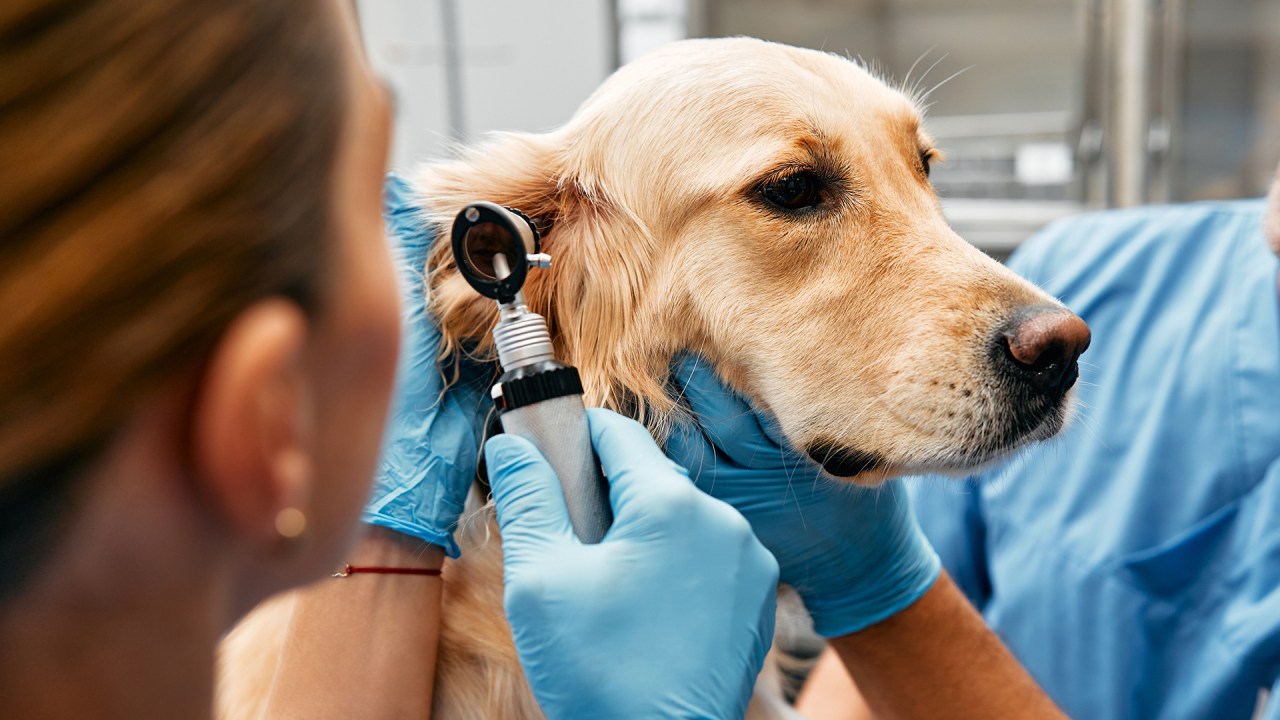 PREVENÇÃO - Check-up canino: com os planos, os cuidados preliminares são cada vez mais comuns