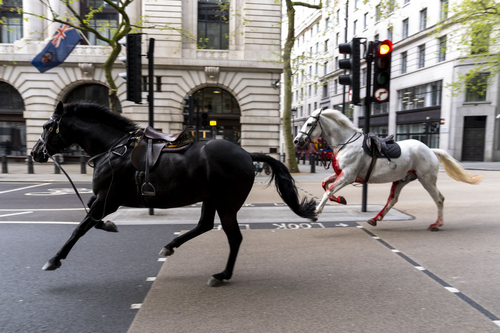 Two horses on the loose bolt through the streets of London near Aldwych. Picture date: Wednesday April 24, 2024. (Photo by Jordan Pettitt/PA Images via Getty Images)
