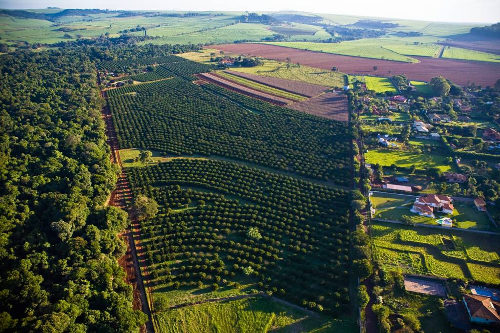 GettyImages-495966238.jpg Lavoura de laranja: o agro é referência de produtividade para o país