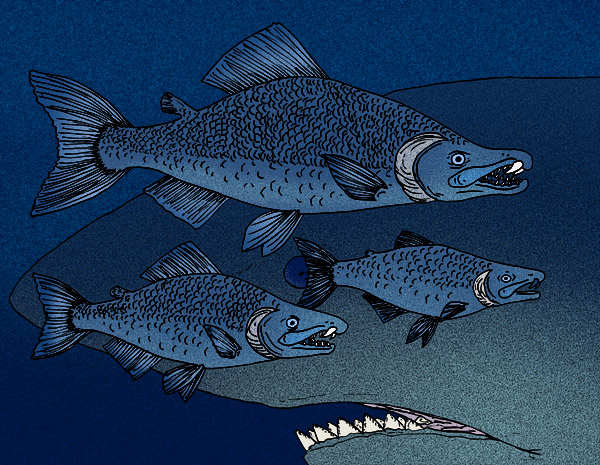 SALMÃO DENTE DE SABRE - Oncorhynchus rastrosus: nova descoberta apela por mudança no nome popular