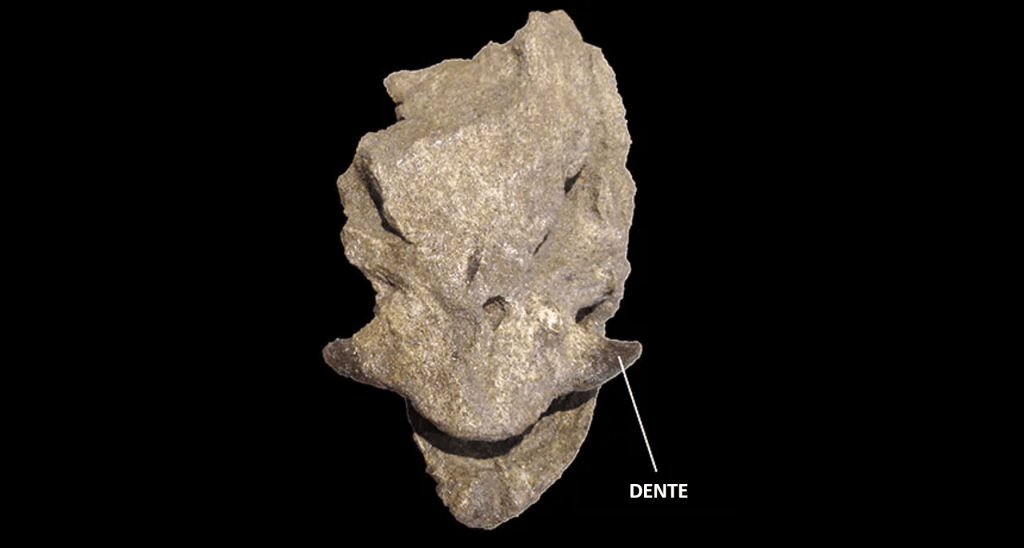SALMÃO GIGANTE - Oncorhynchus rastrosus: fóssil mostra orientação dos dentes