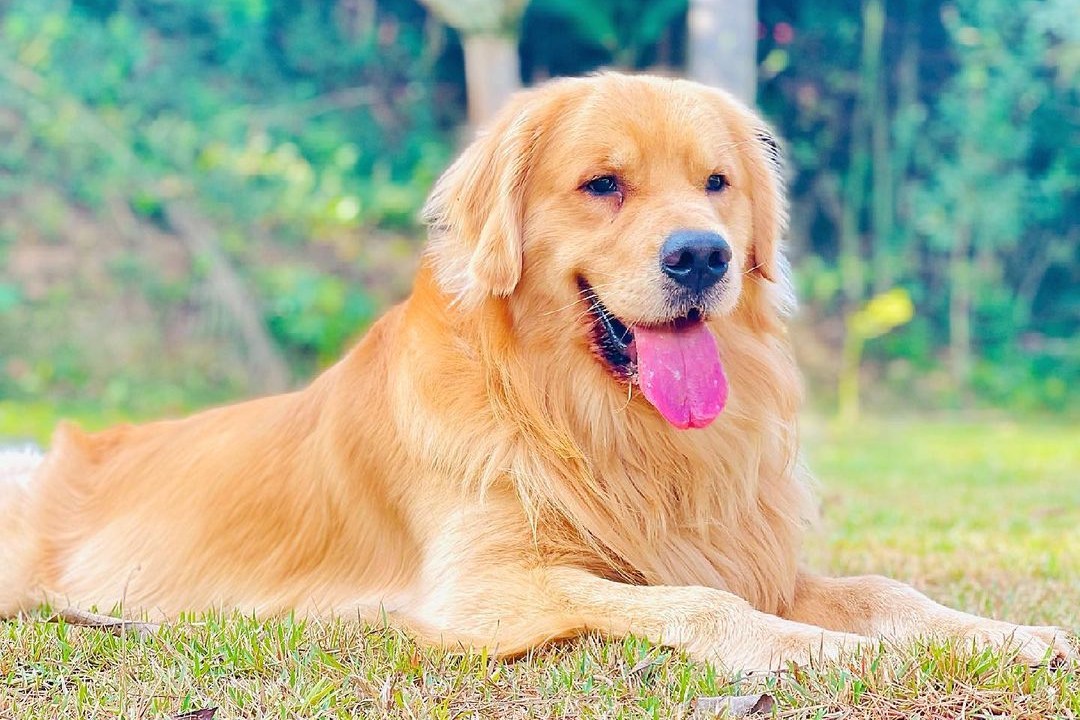 O cão Joca, da raça Golden Retriever, morreu após ter sido levado em voo da Gol para a cidade de Sinop (MT) a partir do Aeroporto Internacional de Guarulhos (SP), no último dia 22