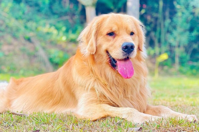 O cão Joca, da raça Golden Retriever, morreu após ter sido levado em voo da Gol para a cidade de Sinop (MT) a partir do Aeroporto Internacional de Guarulhos (SP), no último dia 22