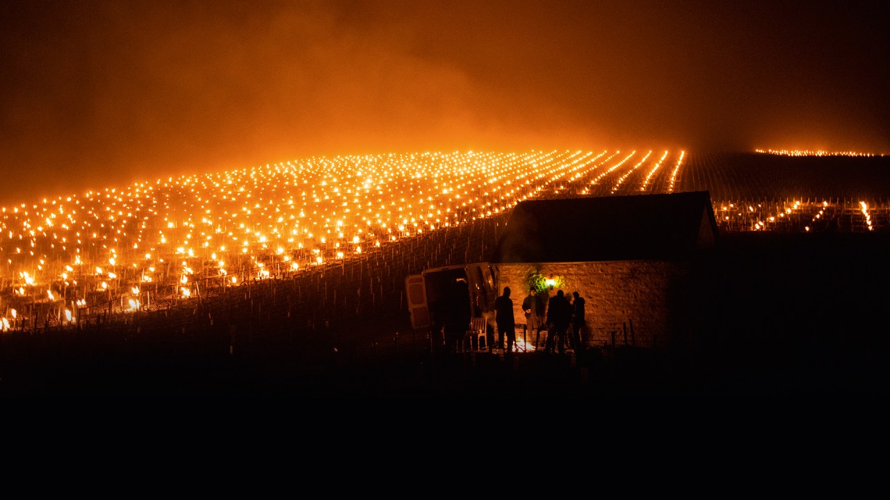 EXTREMOS - Geada em Chablis, na França, em 2022: fogueiras para preservar os vinhedos