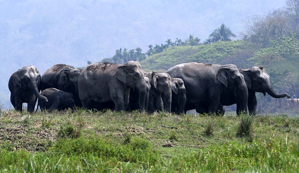 A população de elefantes cresceu para cerca de 130 mil em Botswana. O país enfrenta uma "superpopulação" dessa espécie, segundo o presidente Mokgweetsi Masisi.