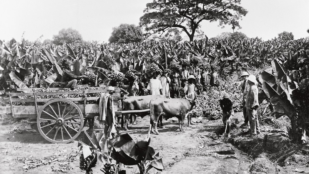 DOMÍNIO - Plantio em Trinidad e Tobago, em 1909: controle americano
