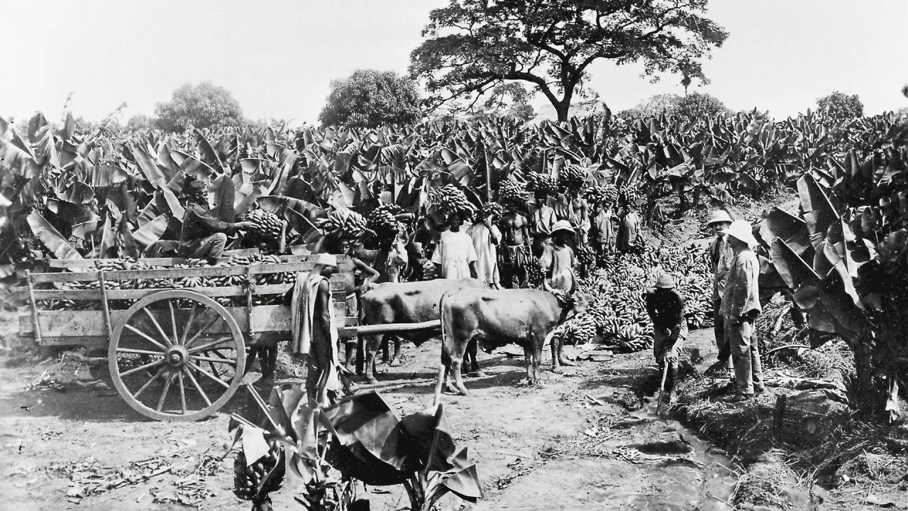 DOMÍNIO - Plantio em Trinidad e Tobago, em 1909: controle americano