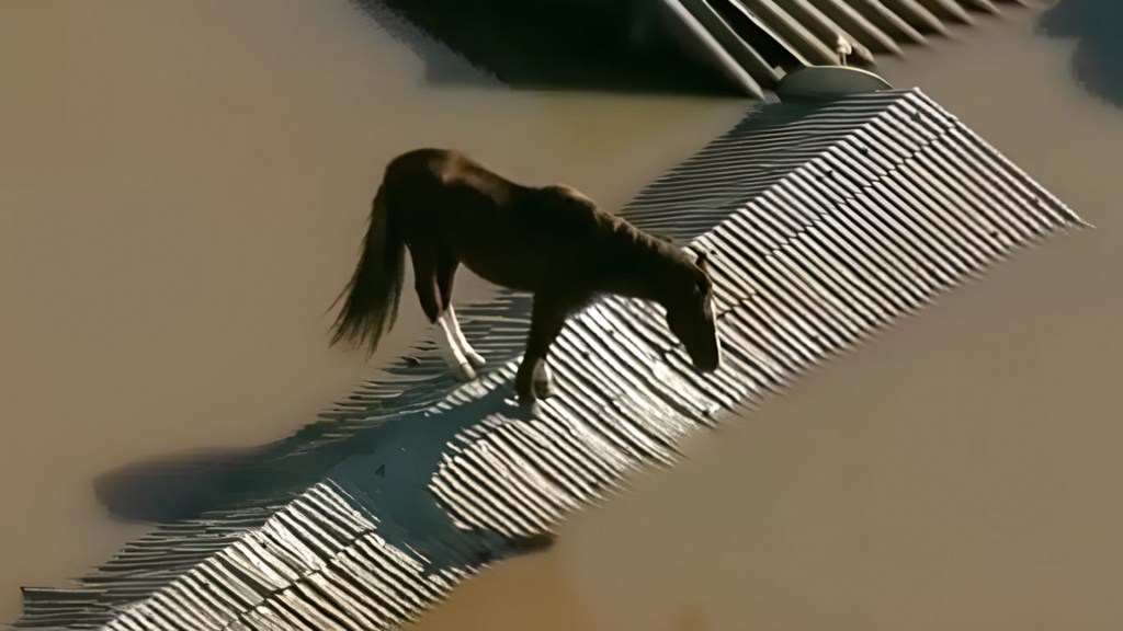 ILHADO - Cavalo no telhado em Canoas: animal acabou resgatado de bote na quinta 9