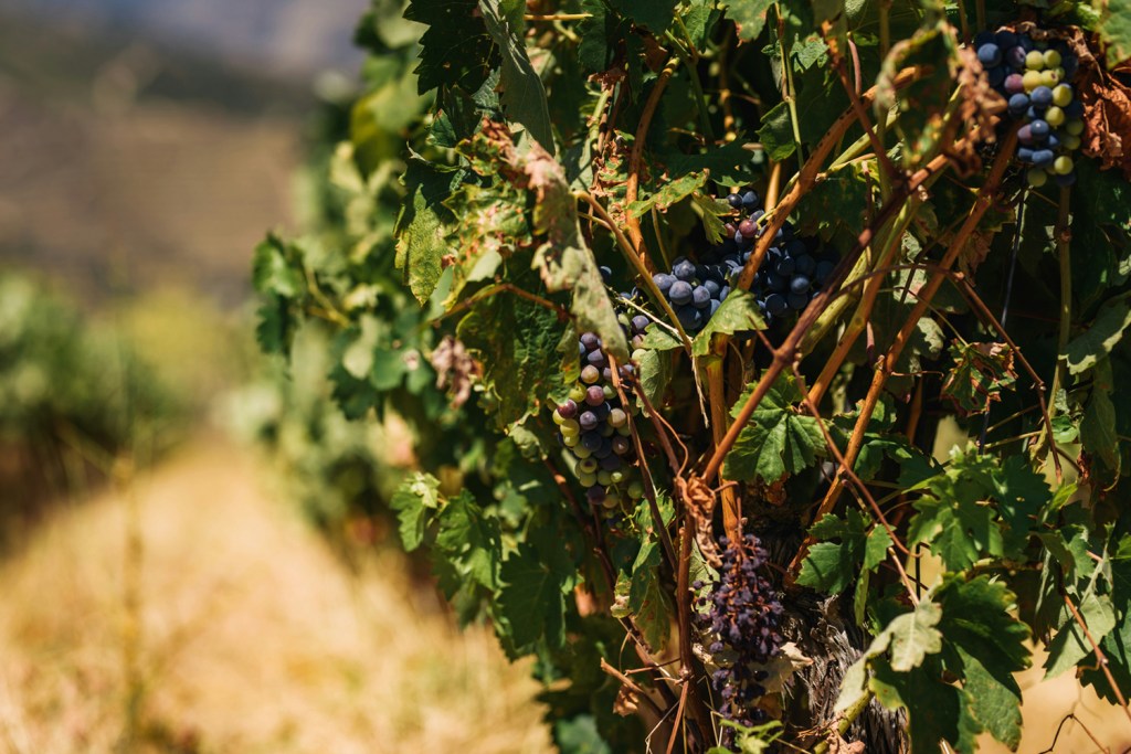 SEGREDOS - Passado: investigação em vinhedos com mais de 150 anos de idade