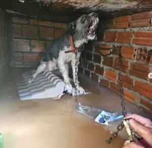 Cachorro deixado para trás nas enchentes de Porto Alegre é resgatado pela voluntária Deisi Falci Cachorro deixado para trás nas enchentes de Porto Alegre é resgatado pela voluntária Deisi Falci