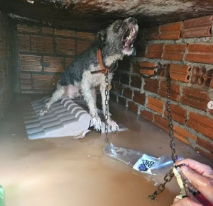 Cachorro deixado para trás nas enchentes de Porto Alegre é resgatado pela voluntária Deisi Falci