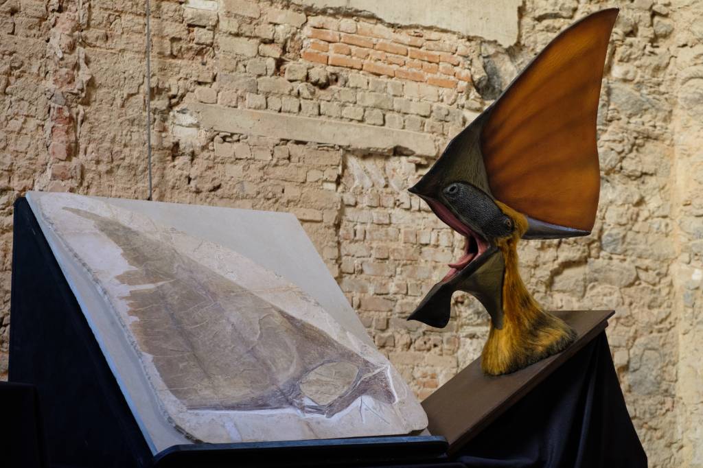 Museu Nacional recebe a doação de mais de mil fósseis de colecionador