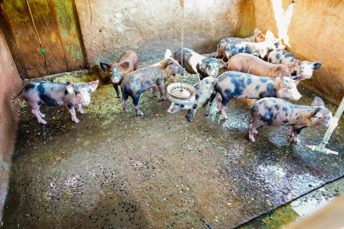 Porco – porcos – suíno – suinocultura