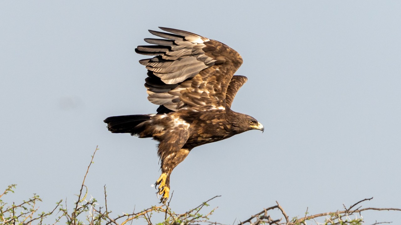 CLANGA CLANGA - Águia-gritadeira: guerra afetou os animais