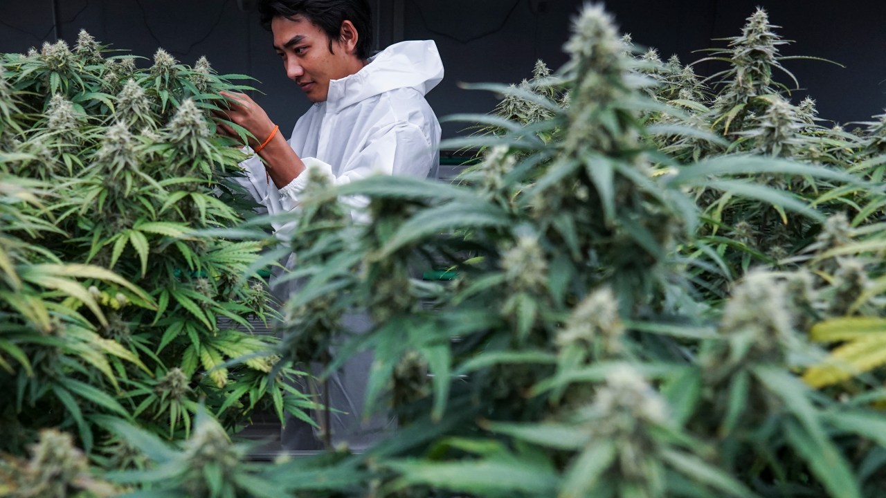 Produtor inspeciona plantas de cannabis em uma sala de cultivo na loja Royal Queen Seeds em Bangkok, na Tailândia. 09/09/2023