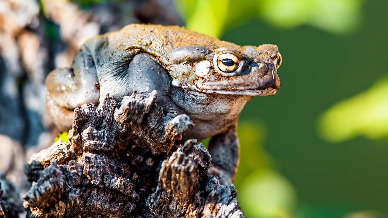 VIRADA PSICODÉLICA - Incilius alvarius: toxina tem potencial clínico