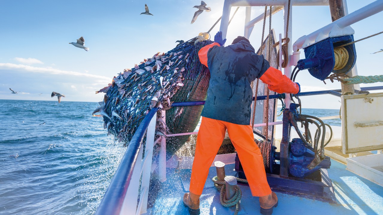 CAIU NA REDE - Pescador recolhe o cardume para consumo: a depredação e o aquecimento global afetam os bichos