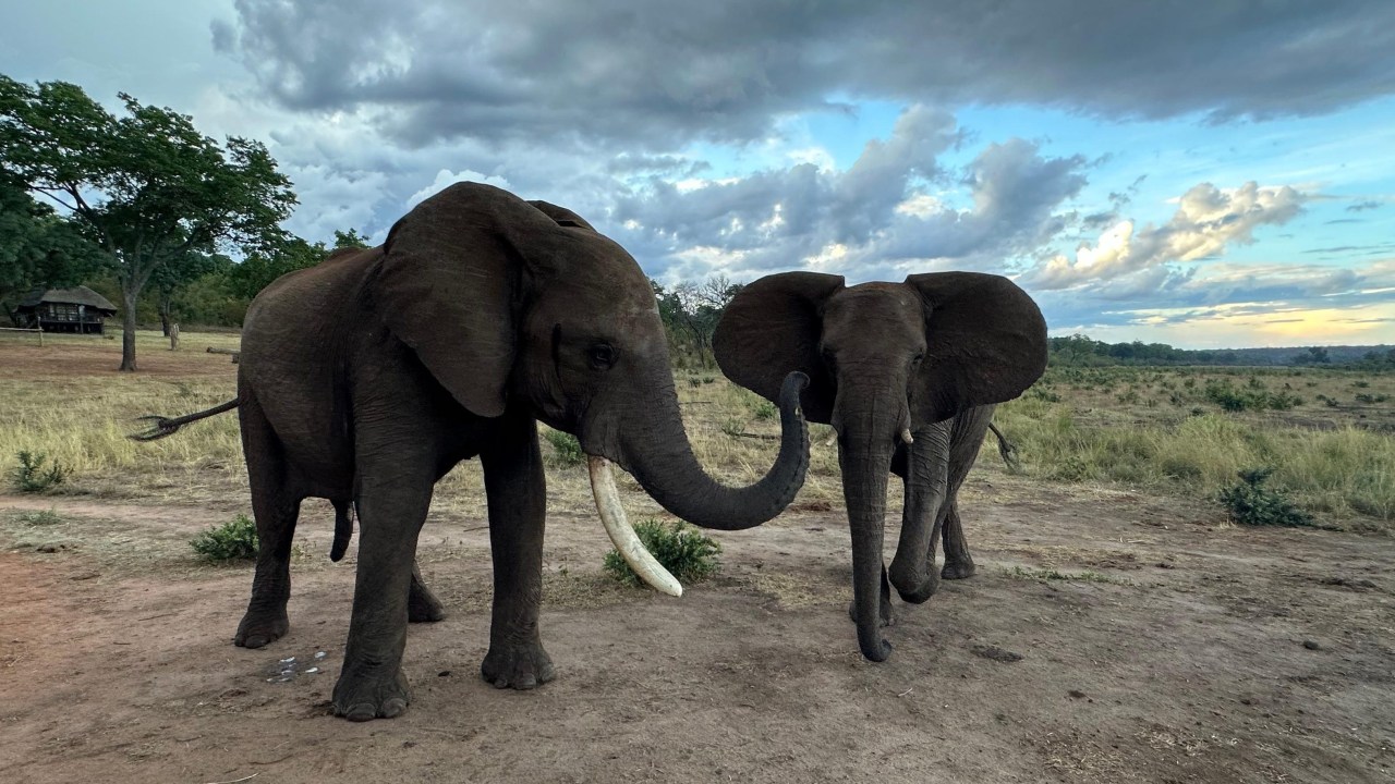 CUMPRIMENTO MAUCHEIROSO - Elefantes: secreções e excrementos fazem parte das saudações entre os animais