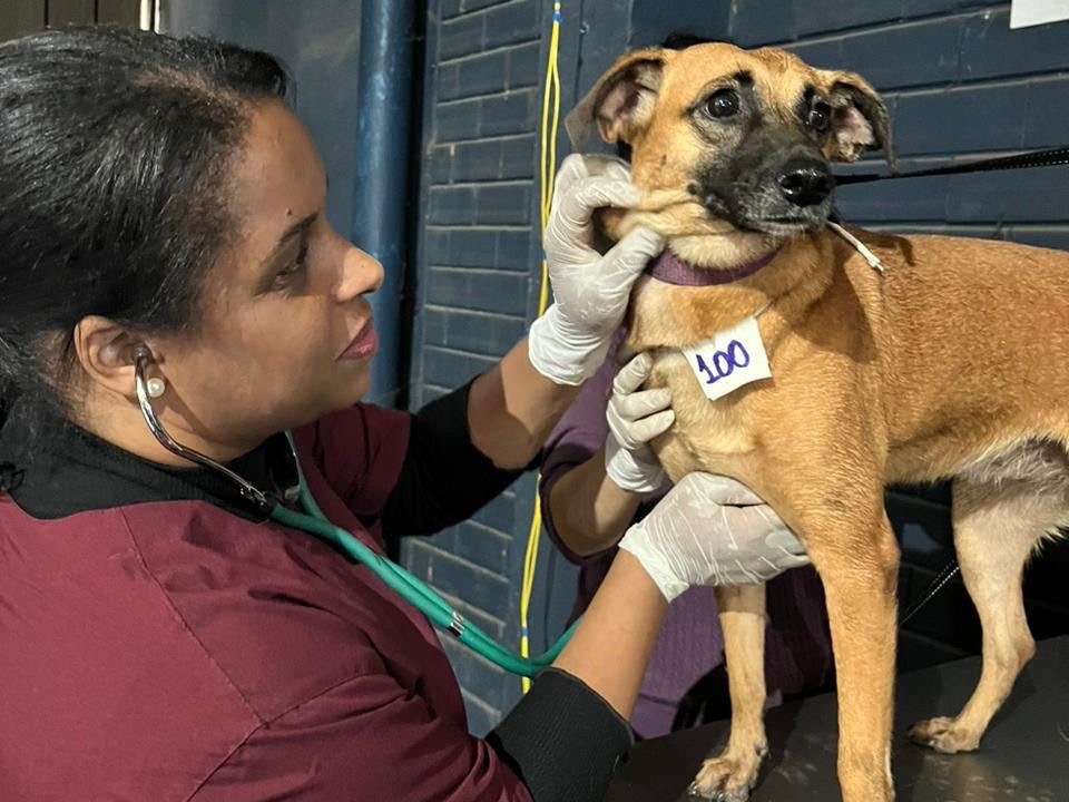 PROCURA-SE UM AMIGO: Cachorro resgatado no RS é cuidado em inicativa criada por Xuxa, Angélica, Whindersson Nunes, Junno e Anderson Baumgartner