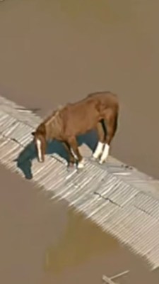 Cavalo está há quatro dias sem comida e água, ilhado em cima de telhado de casa em Canoas, na região metropolitana de Porto Alegre