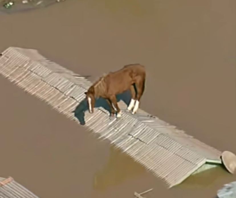 Cavalo fica ilhado no telhado durante enchente no RS