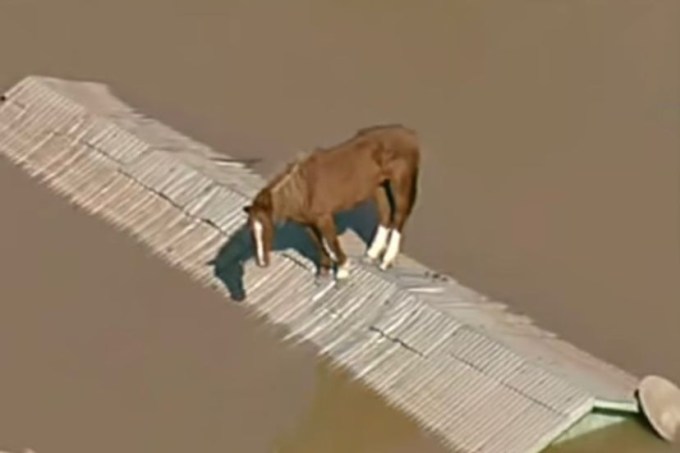 Cavalo enchente