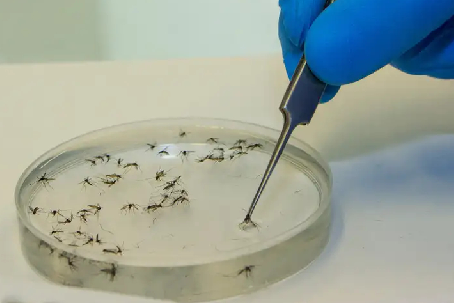 Placa com mosquitos Aedes Aegypti geneticamente modificados com a bactéria Wolbachia em fábrica da Fiocruz