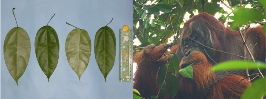 Fibraurea tinctoria à esquerda; orangotango à direita