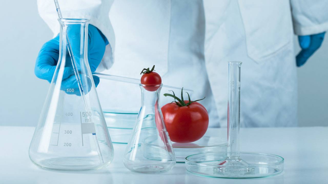 TOMATE - pioneiro Flavr Savr: com maior tempo de prateleira, foi o primeiro transgênico a chegar ao mercado