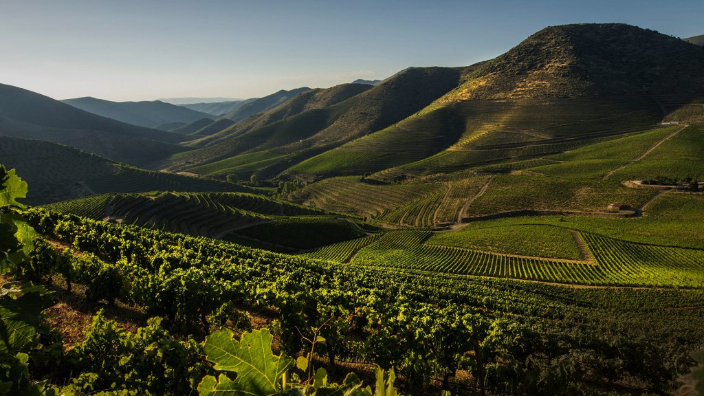 AMBIENTE IDEAL - Os vinhedos da Casa Ferreirinha, no Douro: o clima contribui para o resultado