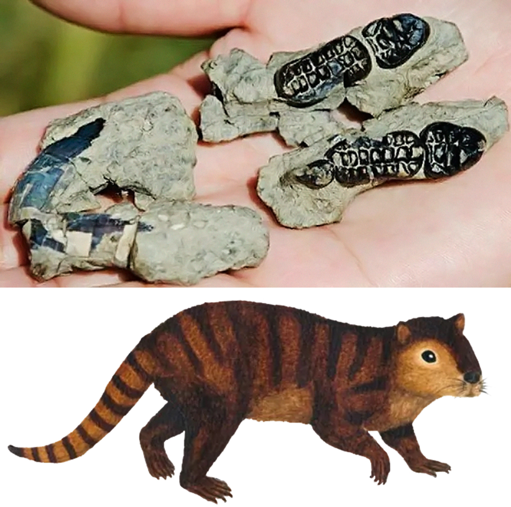 PEQUENO NOTÁVEL - O “castor primordial”: fósseis e reconstrução de mamífero que sobreviveu aos dinos