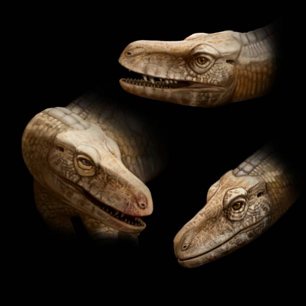 CABEÇA - Detalhes: características do crânio são fundamentais para descrever espécies CABEÇA - Detalhes: características do crânio são fundamentais para descrever espécies