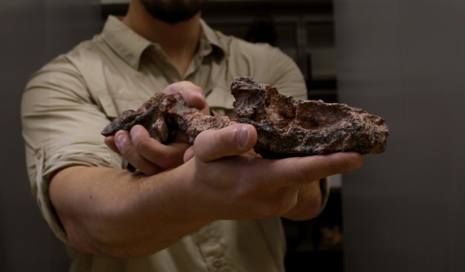 UM METRO - Fóssil: animal era pequeno em comparação com outros do mesmo período