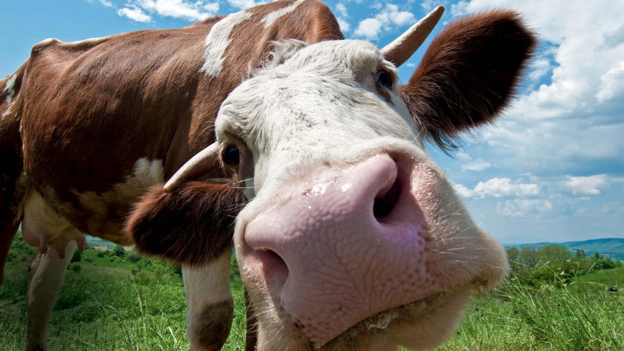 SUJÕES - Gado de pecuária: produção de metano a partir do arroto dos animais