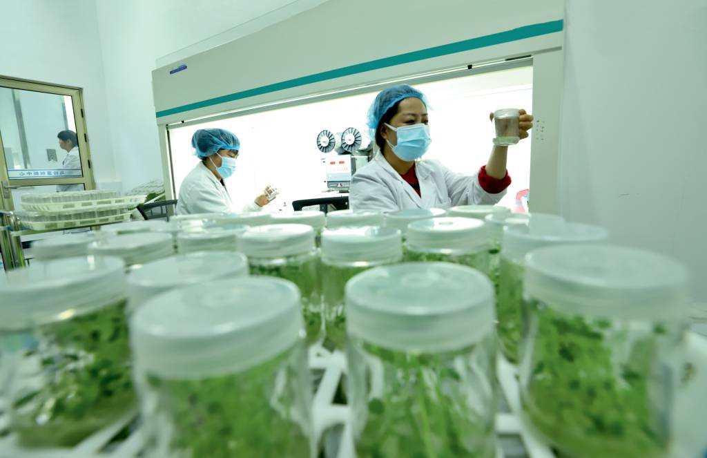 Potato R&D Center Seedling Room EVOLUÇÃO - Edição genética: novas técnicas facilitam e barateiam modificações benéficas para os próximos cultivos